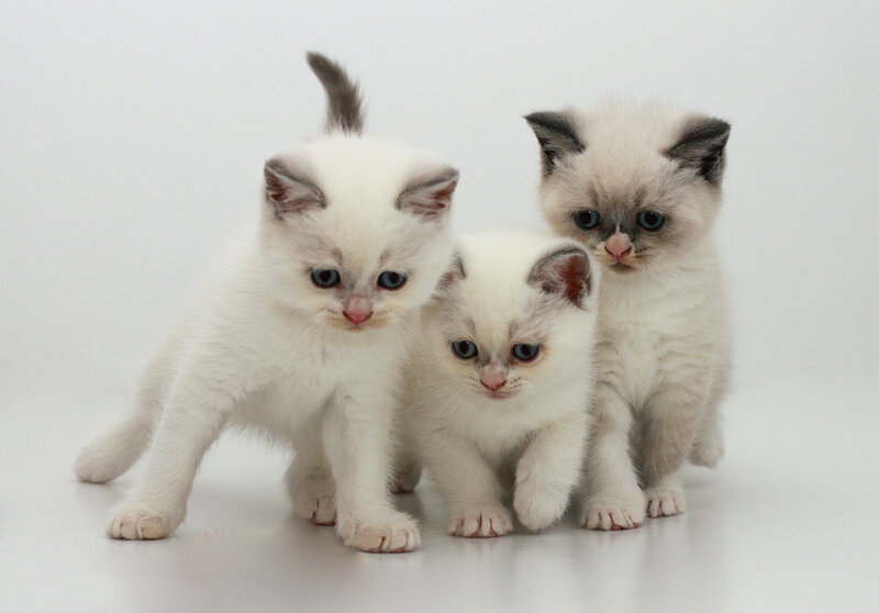 Three White Kittens — Innocent