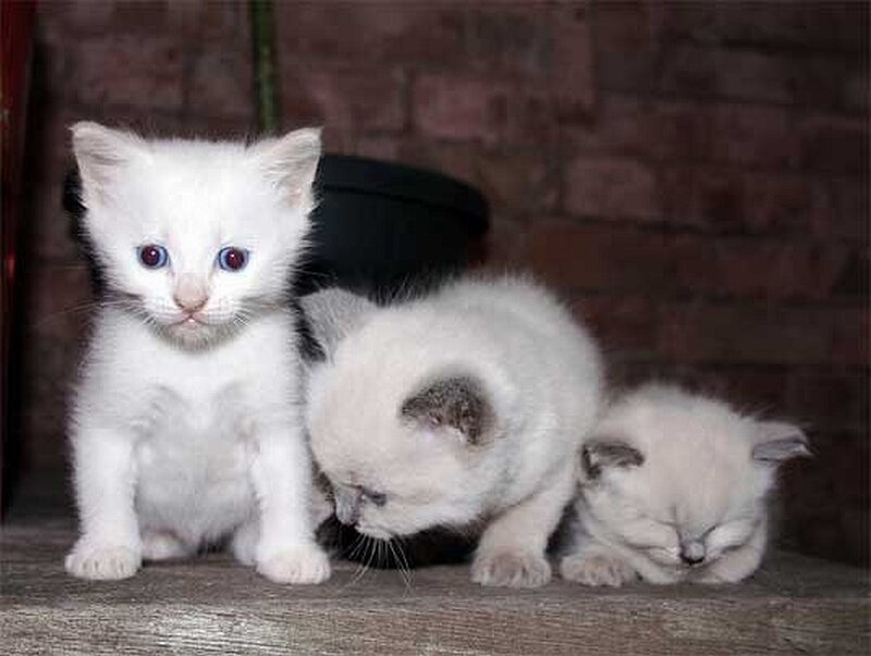 Three white kittens on a shelf