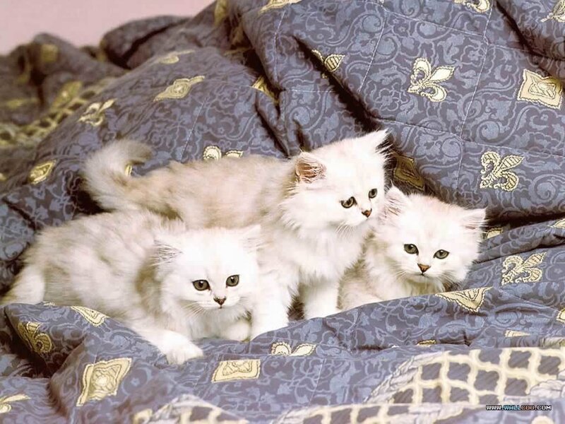 three white kittens on blanket