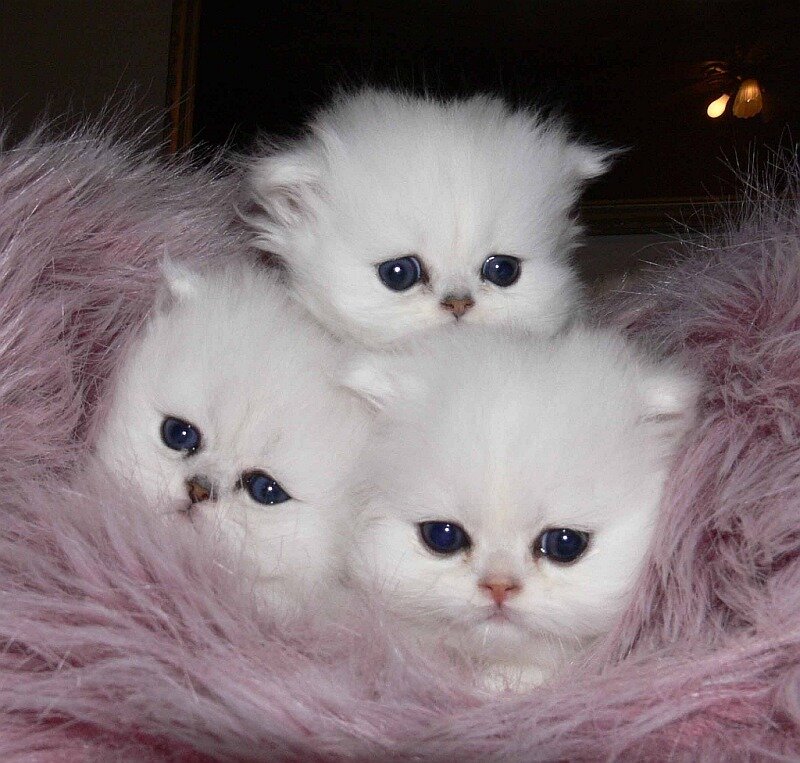 three white kittens on pink fur