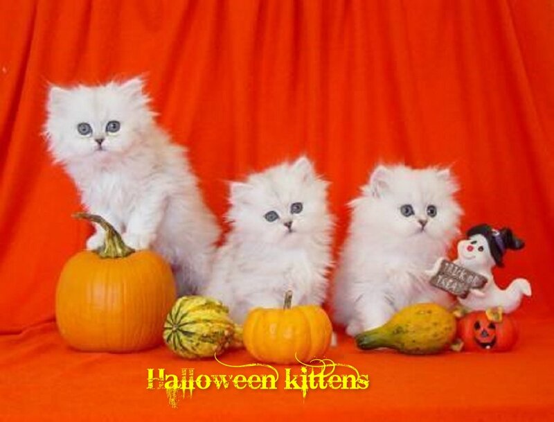 Three White Kittens — Orange
