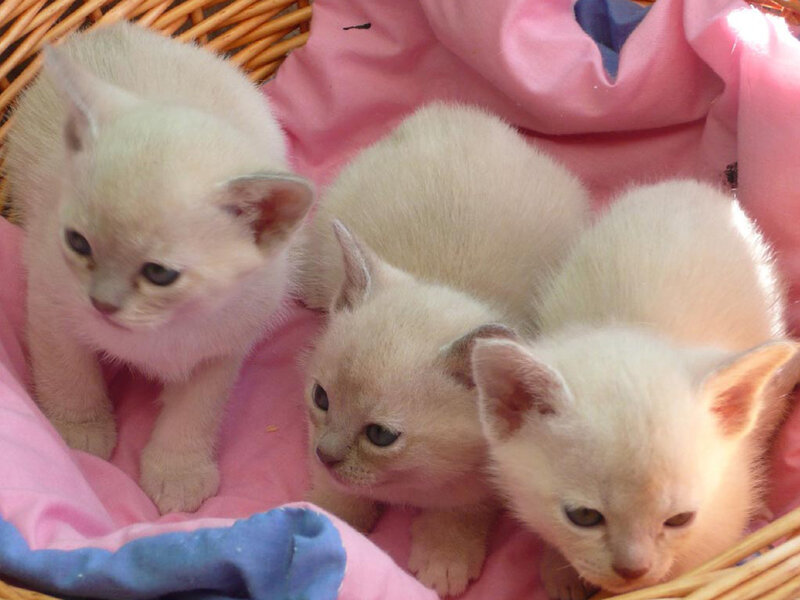 Three White Kittens — Pink, Calm, Photograph