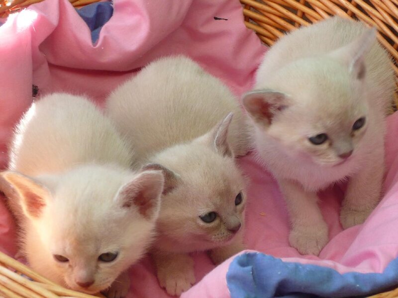 Three White Kittens — Pink, Calm
