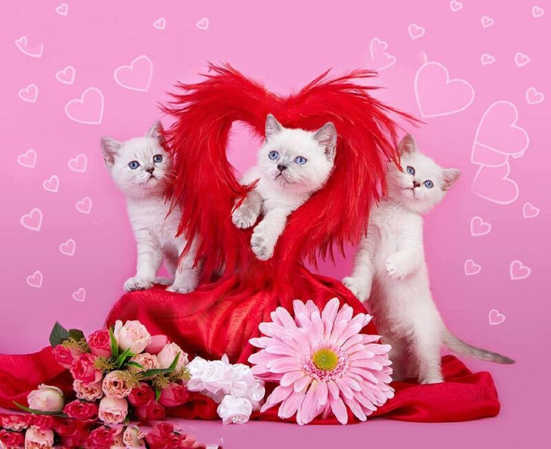 Three White Kittens — Pink, Cute