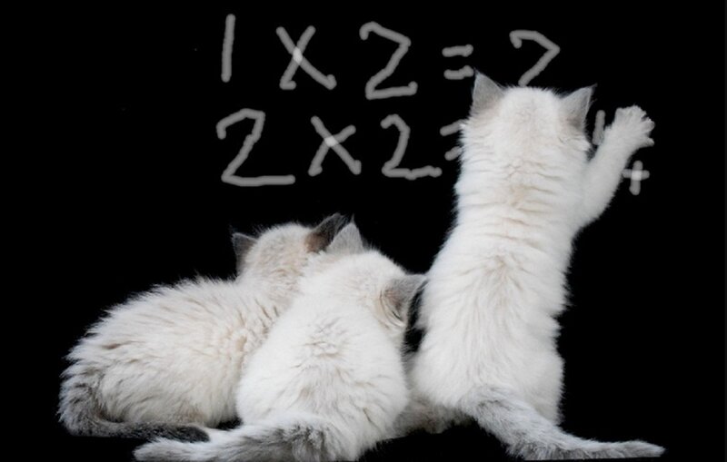 Three White Kittens — Playful, Photograph, Math Equations