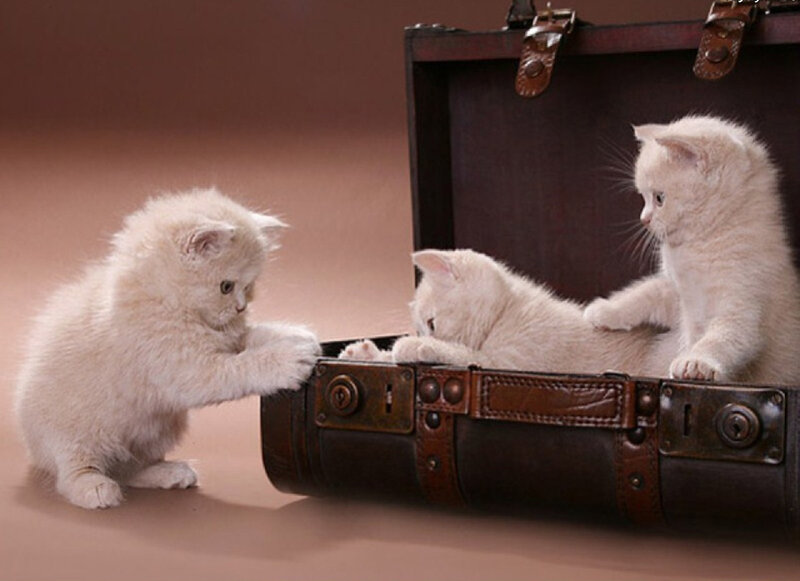 Three White Kittens — Playful, Photograph, Suitcase