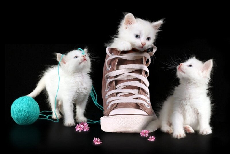 Three White Kittens — Playful, Photograph