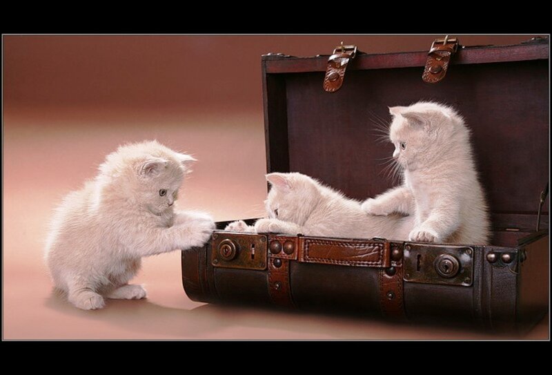 Three White Kittens — Playful