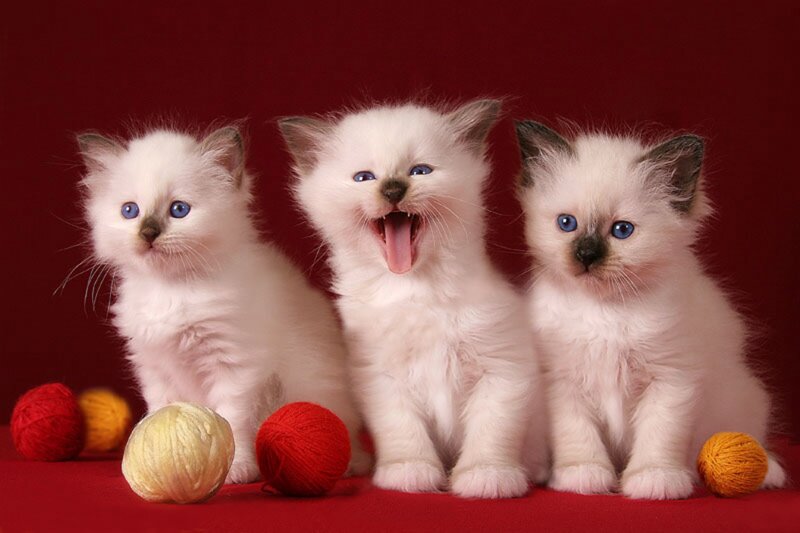 Three White Kittens — Red