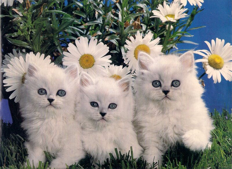 Three White Kittens — Serene