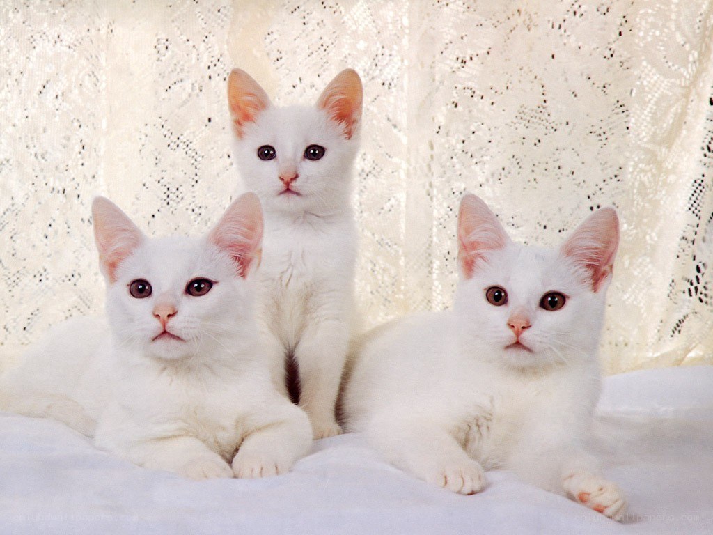 Three white kittens together