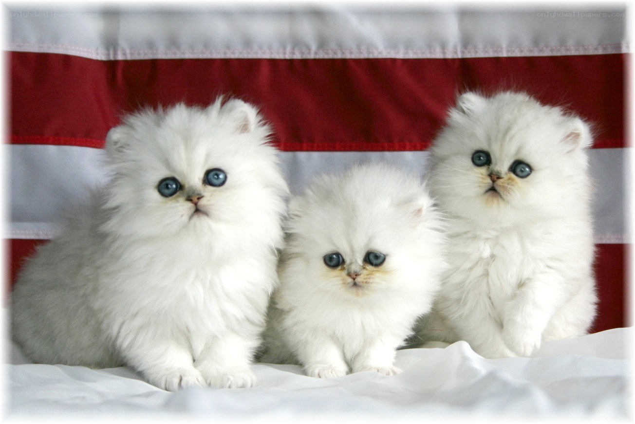 three white kittens with blue eyes