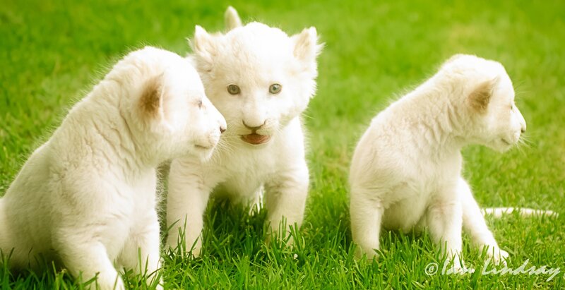 Three White Lion Cubs
