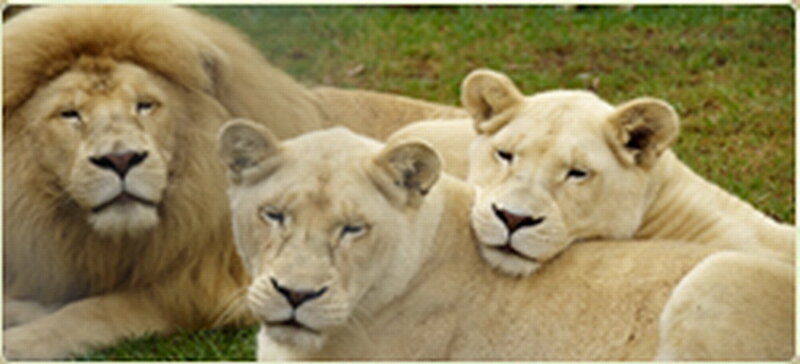 Three White Lions — Calm