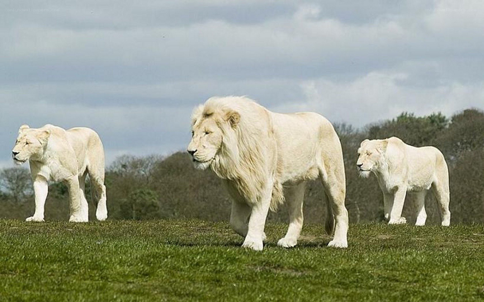 three white lions on a hill