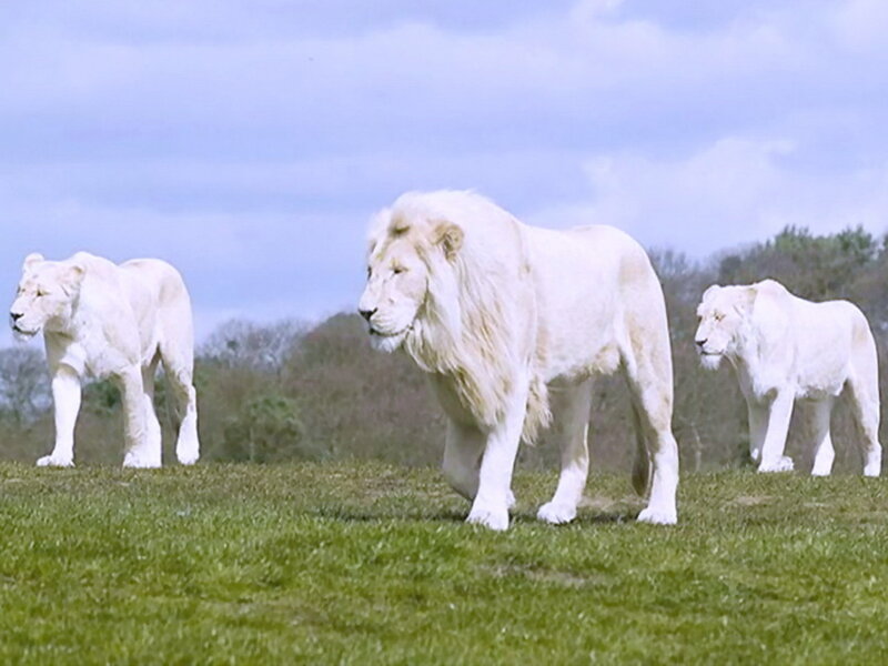 Three White Lions