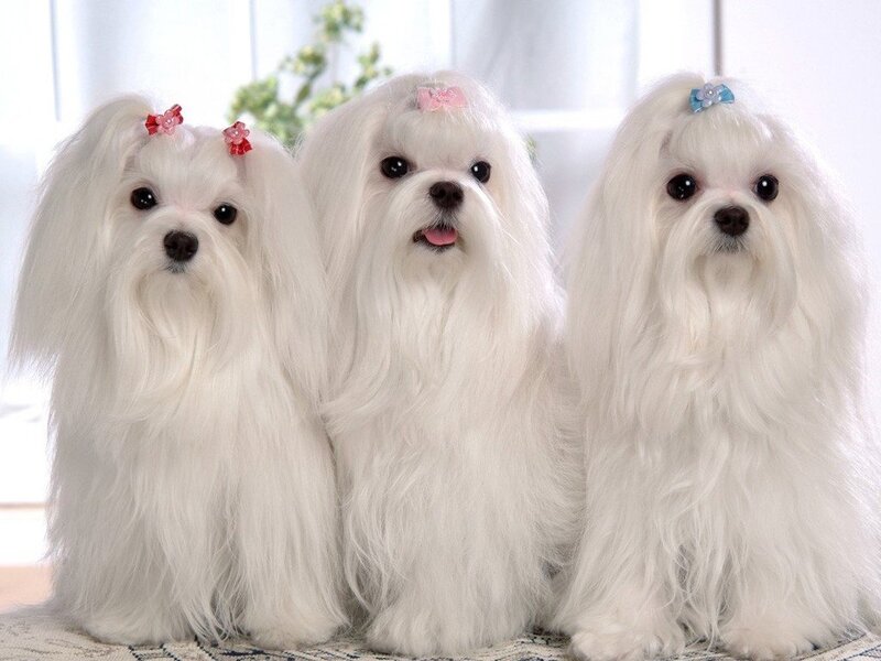 three white maltese dogs