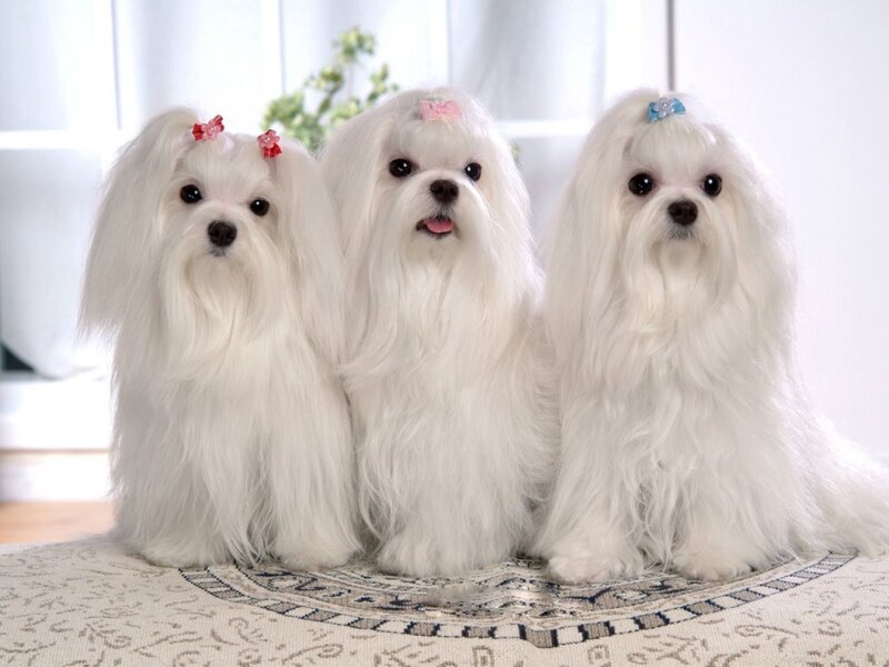 Three White Maltese Dogs — Calm