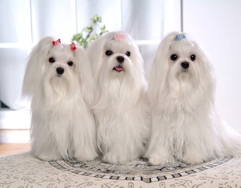 three white maltese dogs