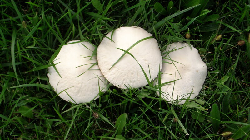 Three White Mushrooms