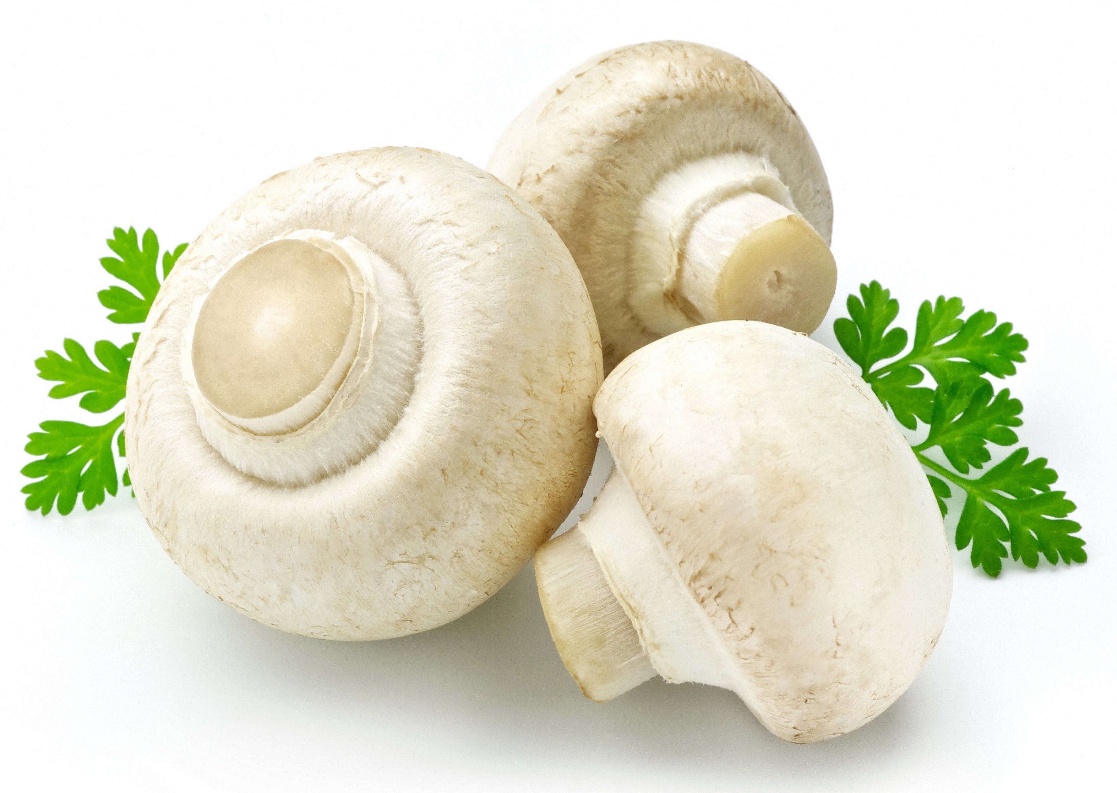 Three white mushrooms with parsley