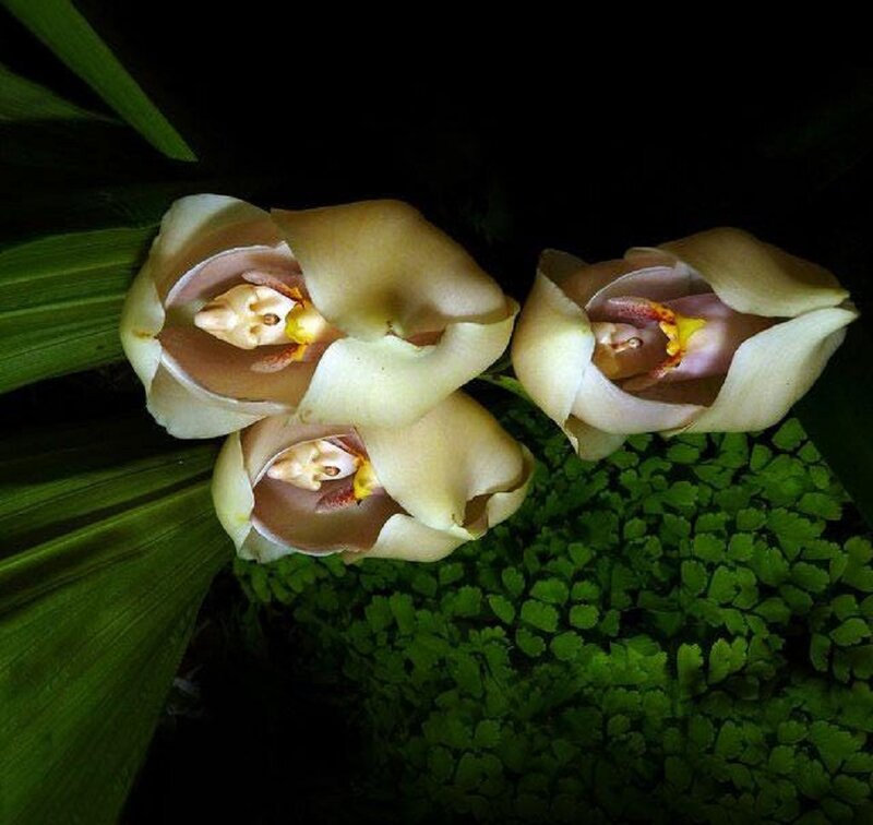 Three White Orchid Flowers