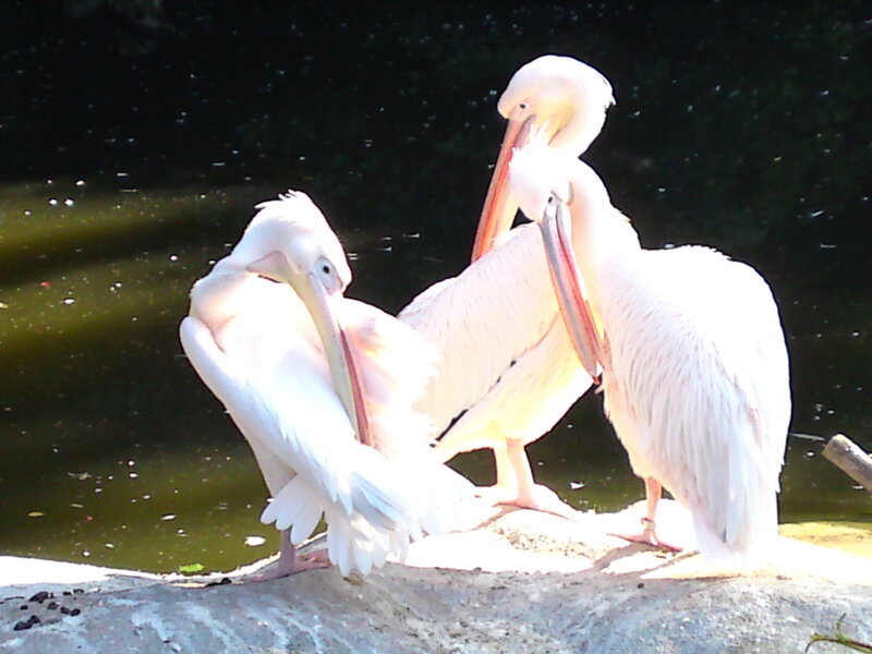 Three White Pelicans