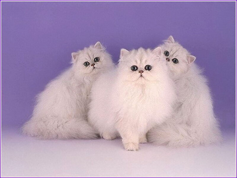 Three White Persian Kittens