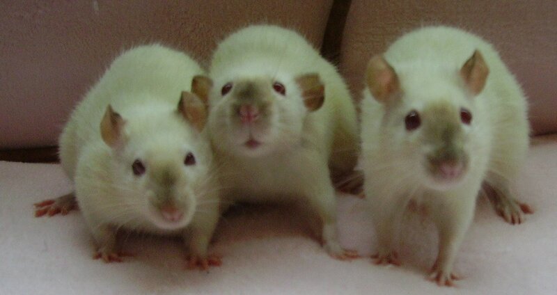 three white pet rats