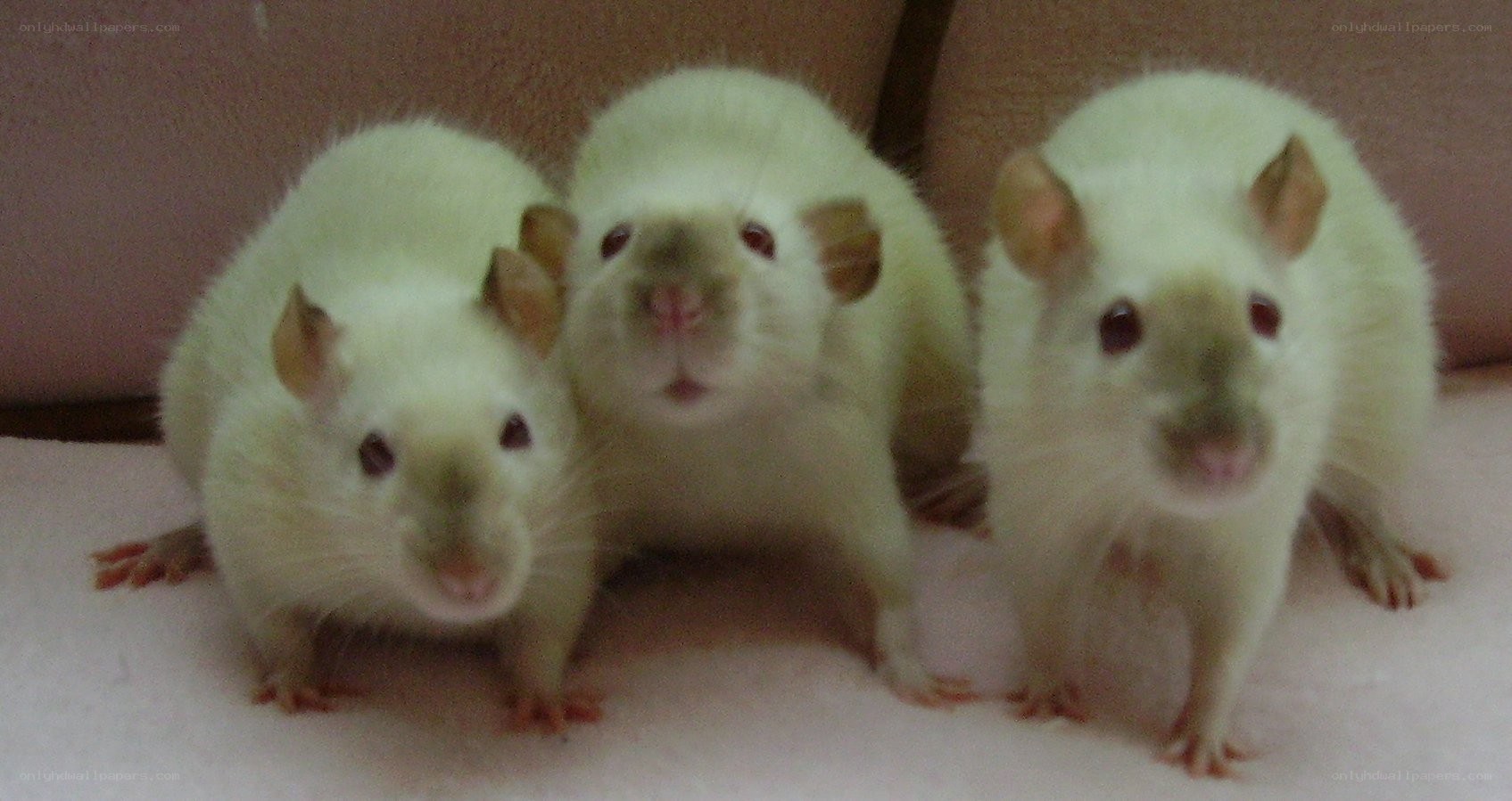 three white pet rats