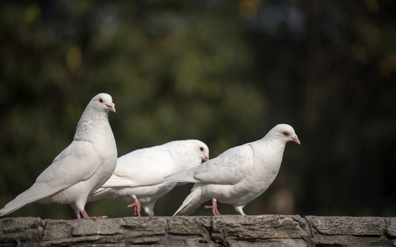 Three White Pigeons — Calm