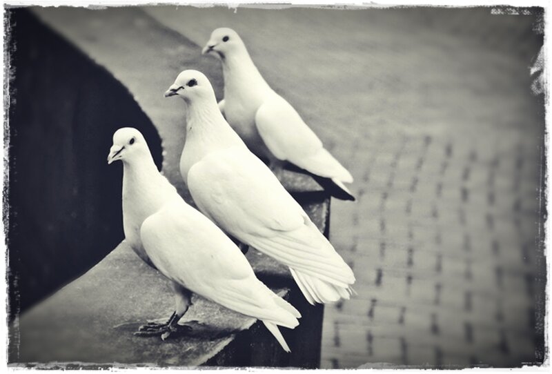 Three White Pigeons