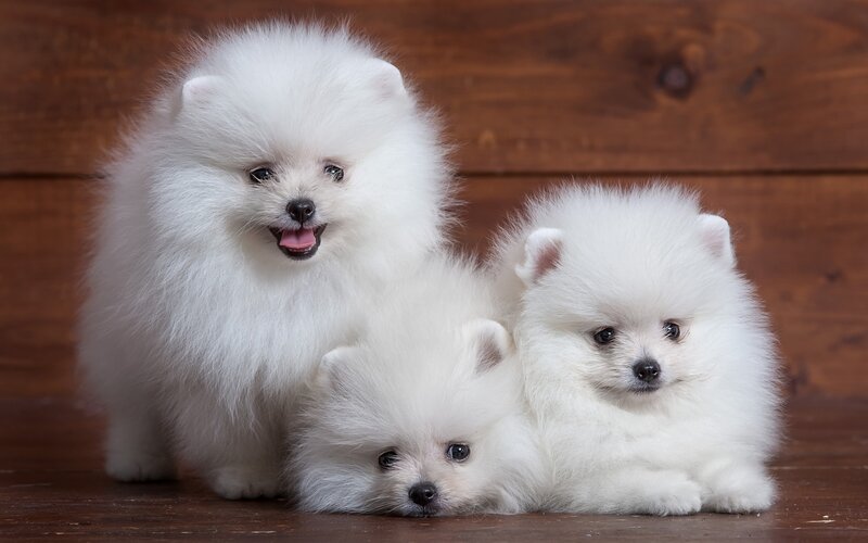 Three White Pomeranian Puppies — Calm