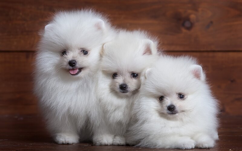 Three White Pomeranian Puppies