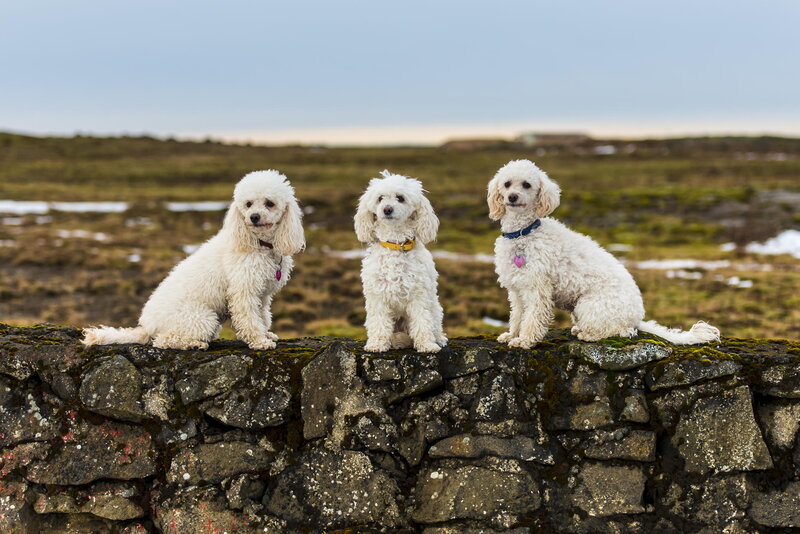 Three White Poodles