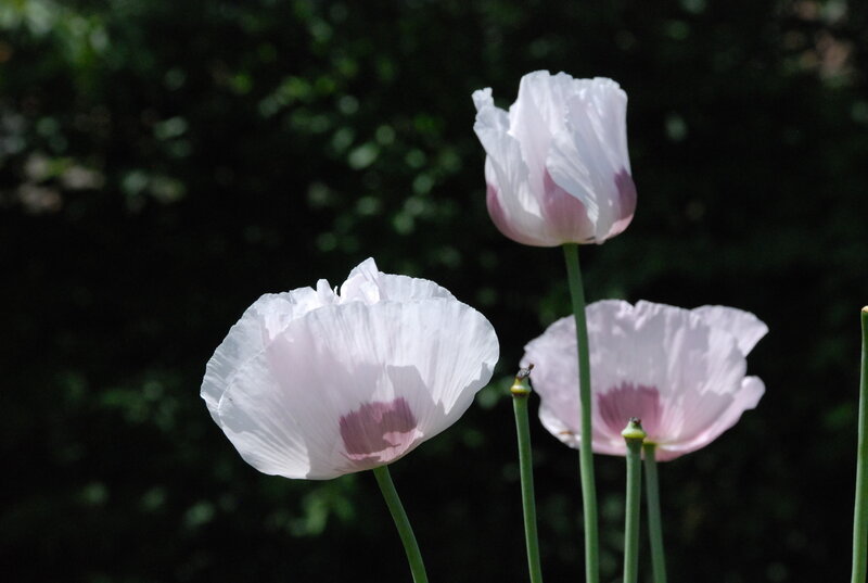 Three White Poppy Flowers