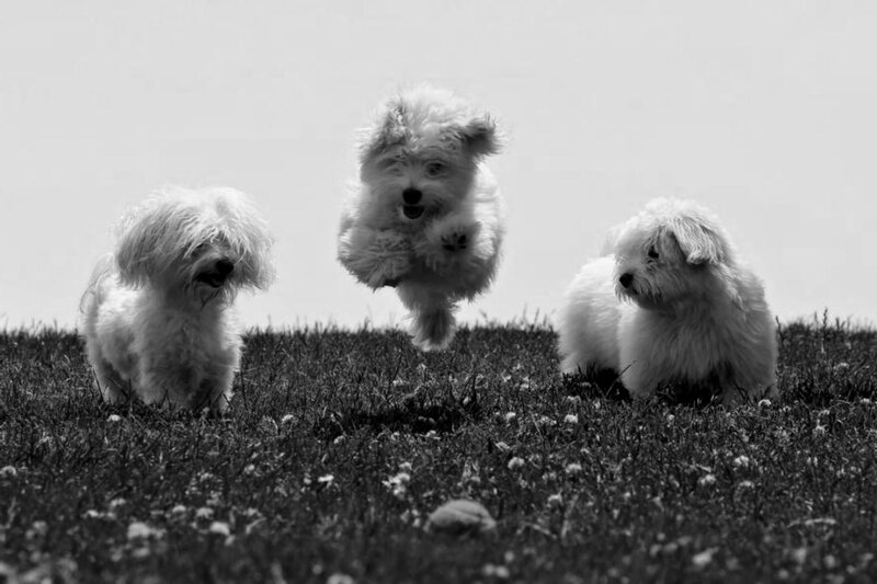 Three White Puppies — Black