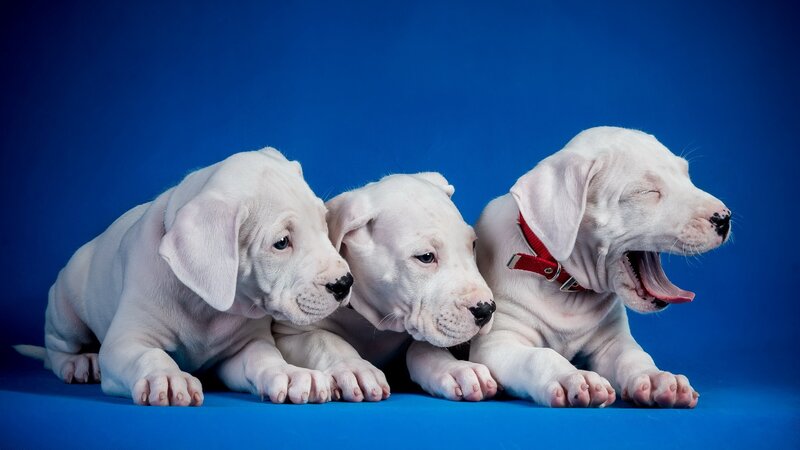 Three White Puppies — Blue, Calm, Photograph