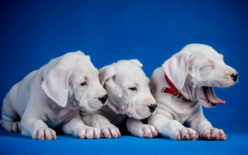 Three White Puppies — Blue, Calm