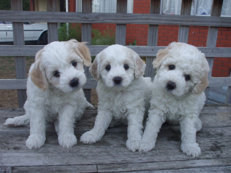 Three White Puppies — Calm, Afternoon