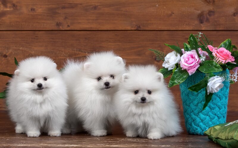Three White Puppies — Calm, Photograph, Flowers