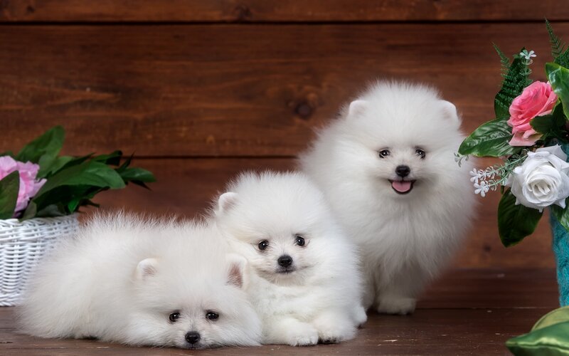 Three White Puppies — Calm, Photograph