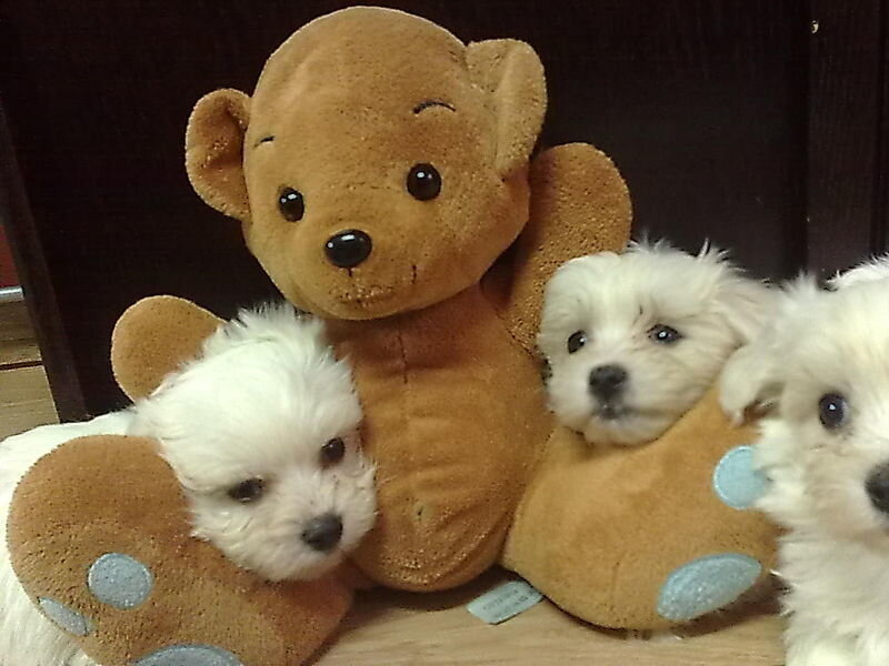 Three White Puppies — Calm