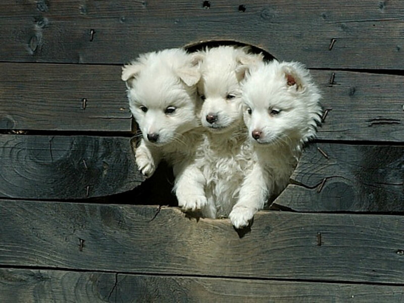 Three White Puppies — Curious