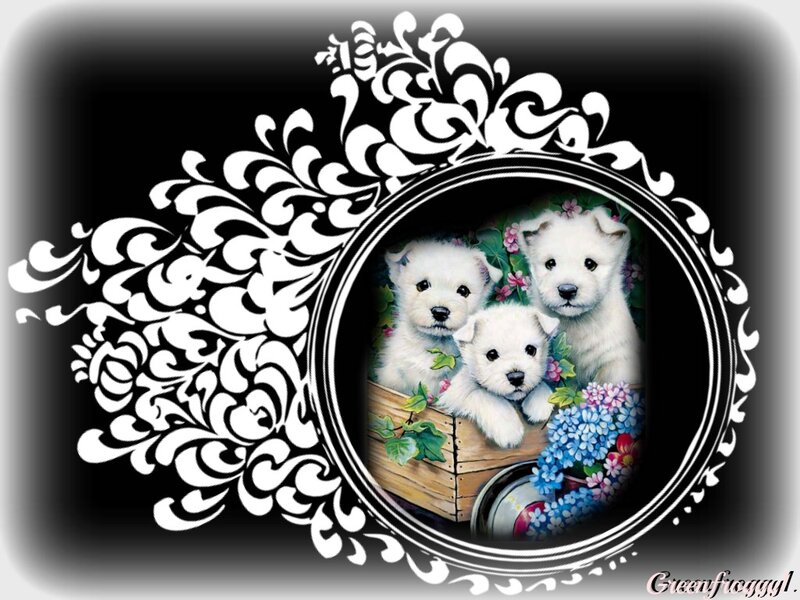 Three White Puppies — Cute