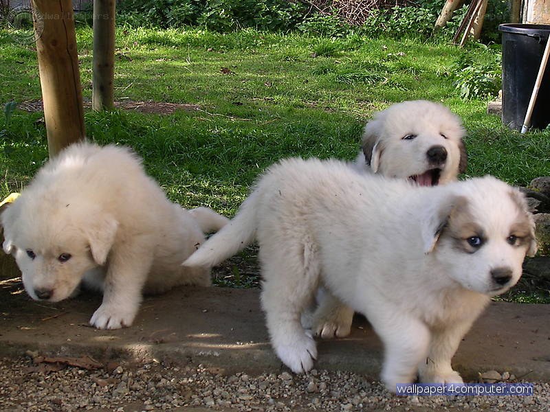three white puppies in garden
