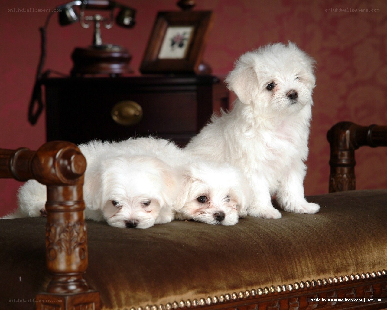 Three white puppies on a bench
