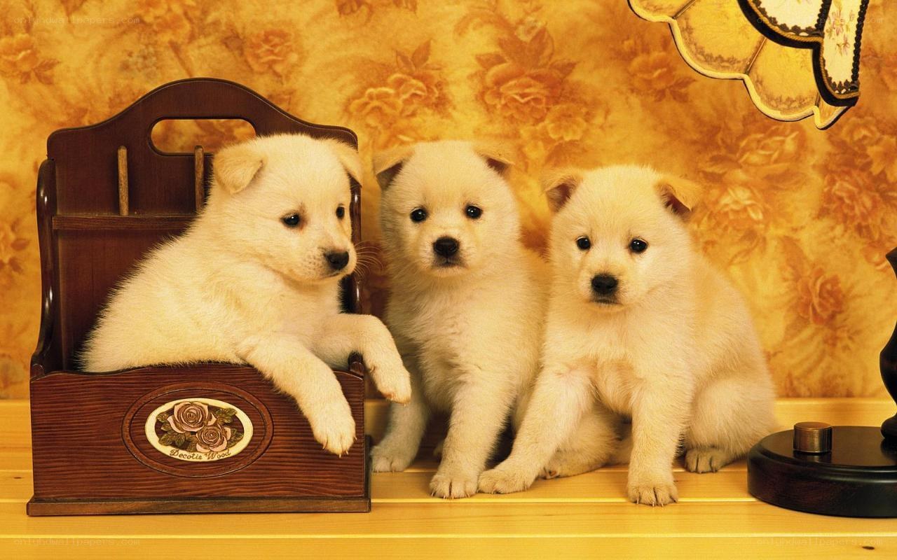 Three white puppies on a shelf