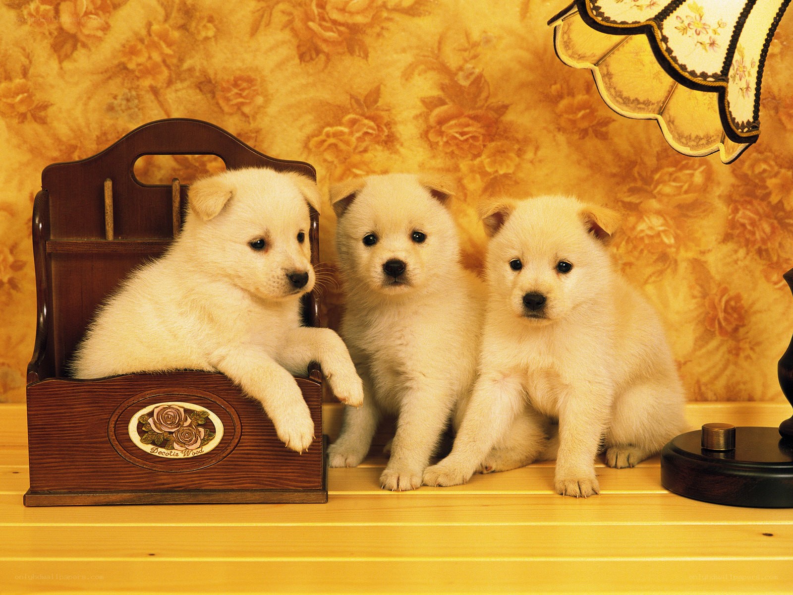 Three white puppies on a shelf