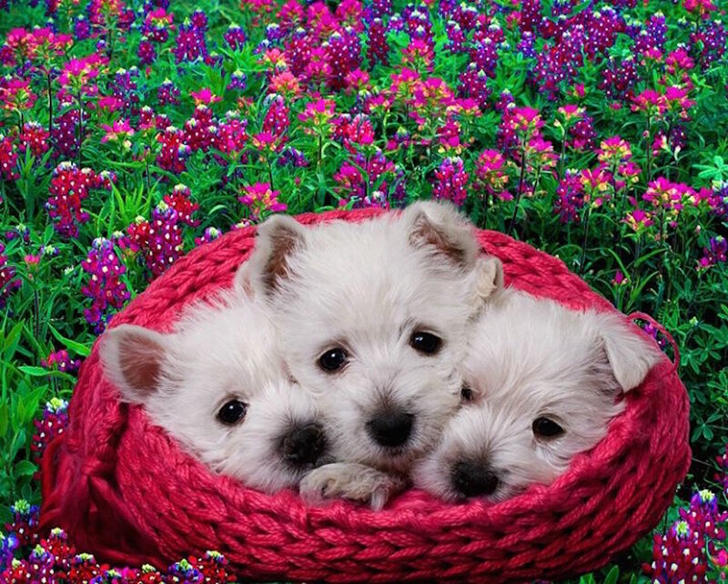 Three White Puppies — Peaceful